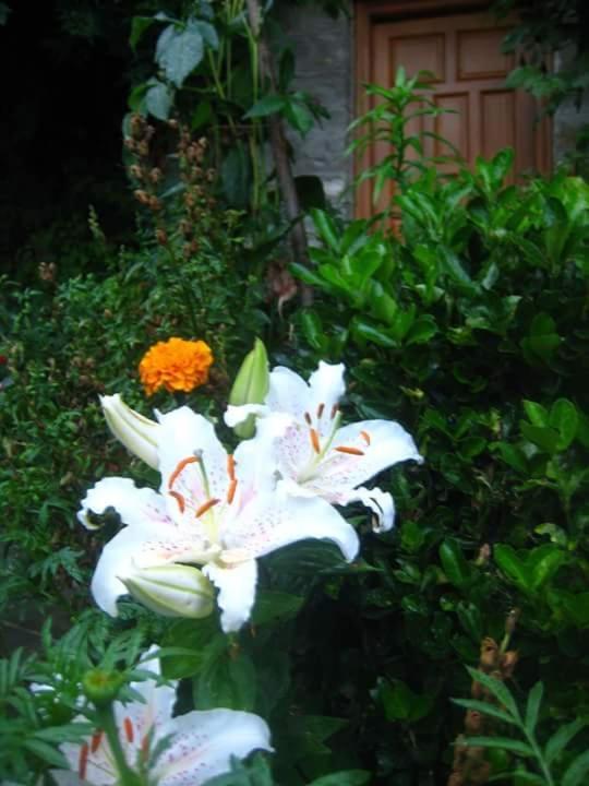Guesthouse Gouris เซเปโลโว ภายนอก รูปภาพ